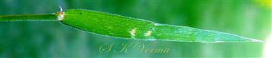  Leaf